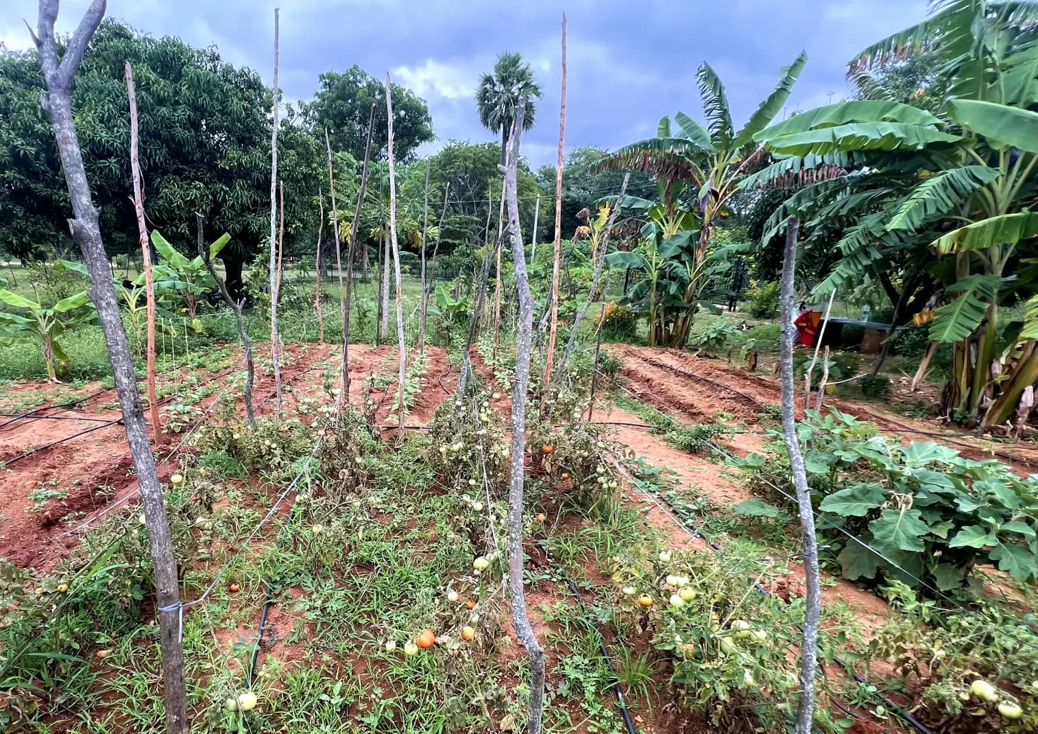 Tree Planting