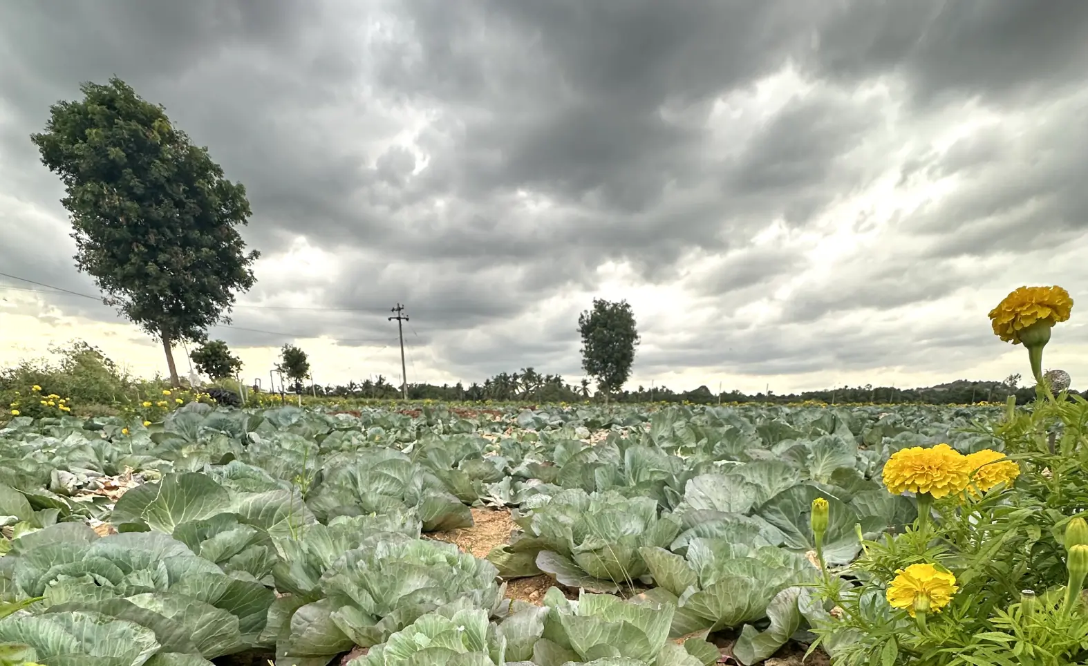 agricultural project