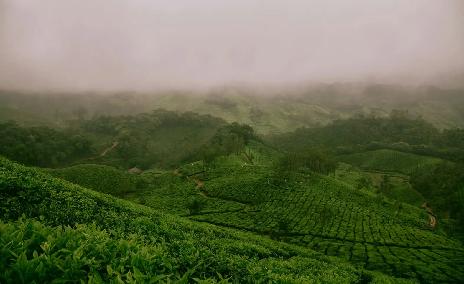 creation of this lush biosphere exemplifies