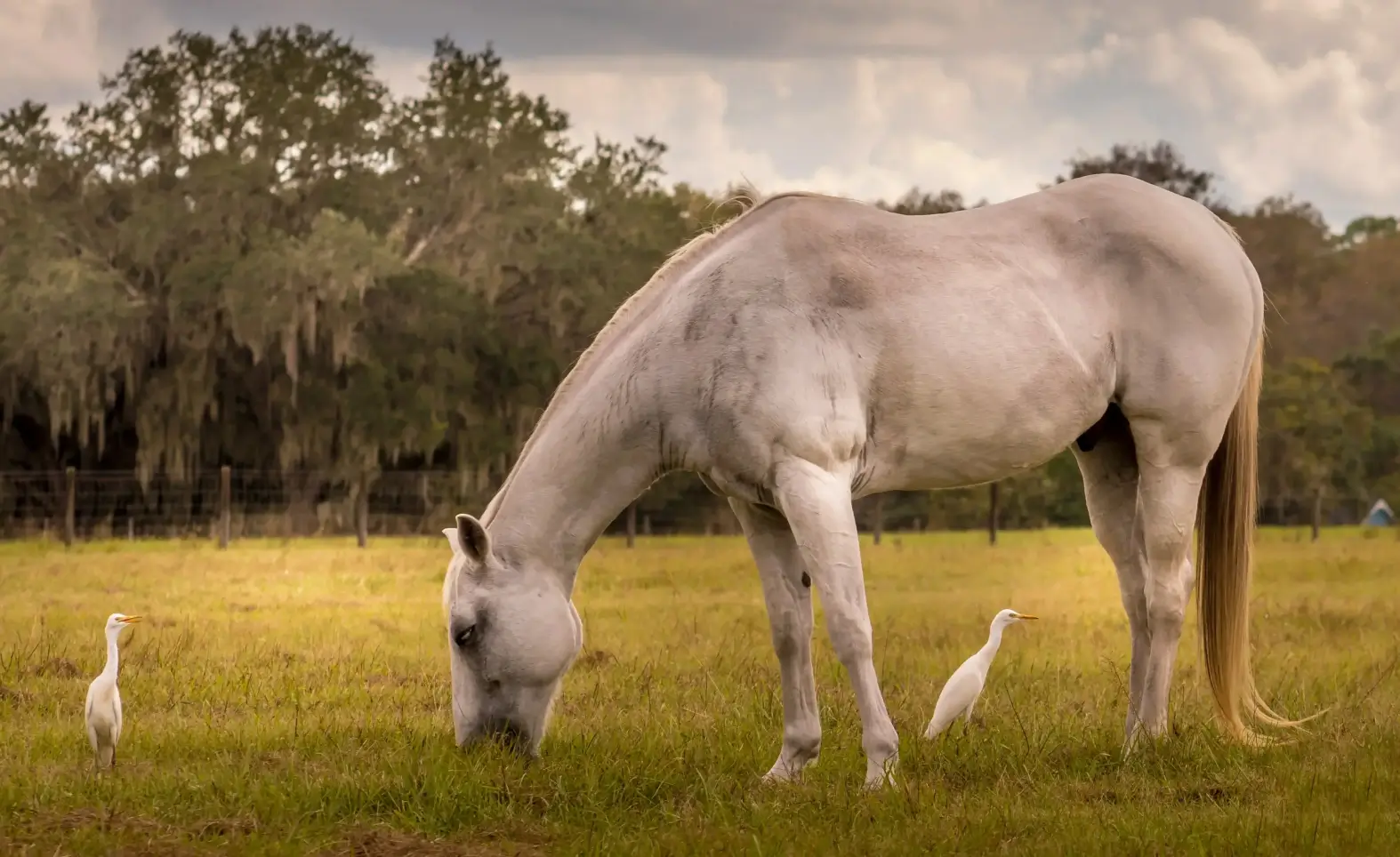 sustainable, animal-friendly biosphere