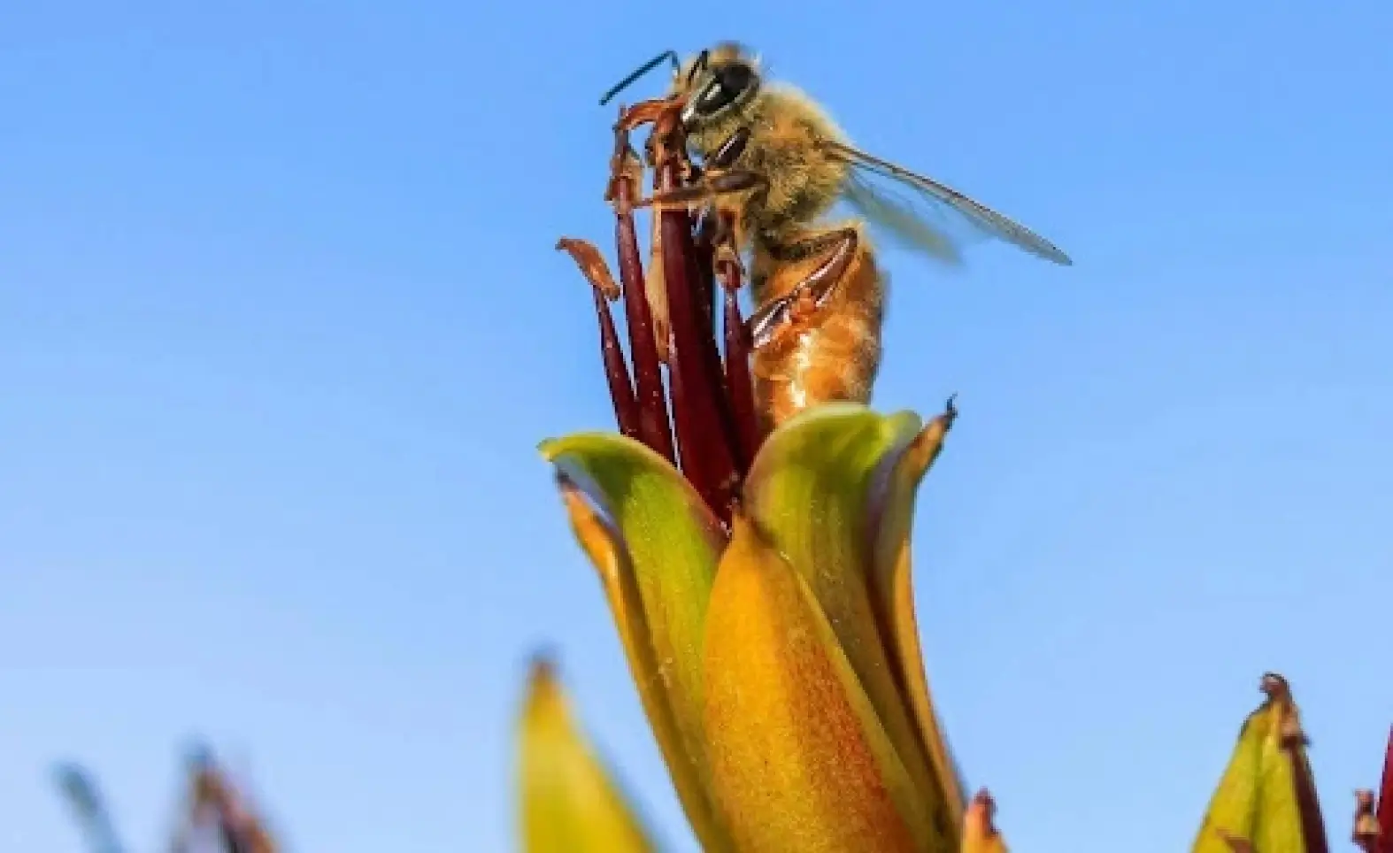 The Stewards of a Flourishing Ecosystem